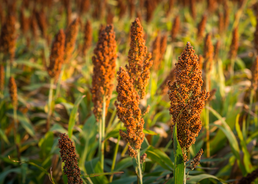 #9. Sorghum